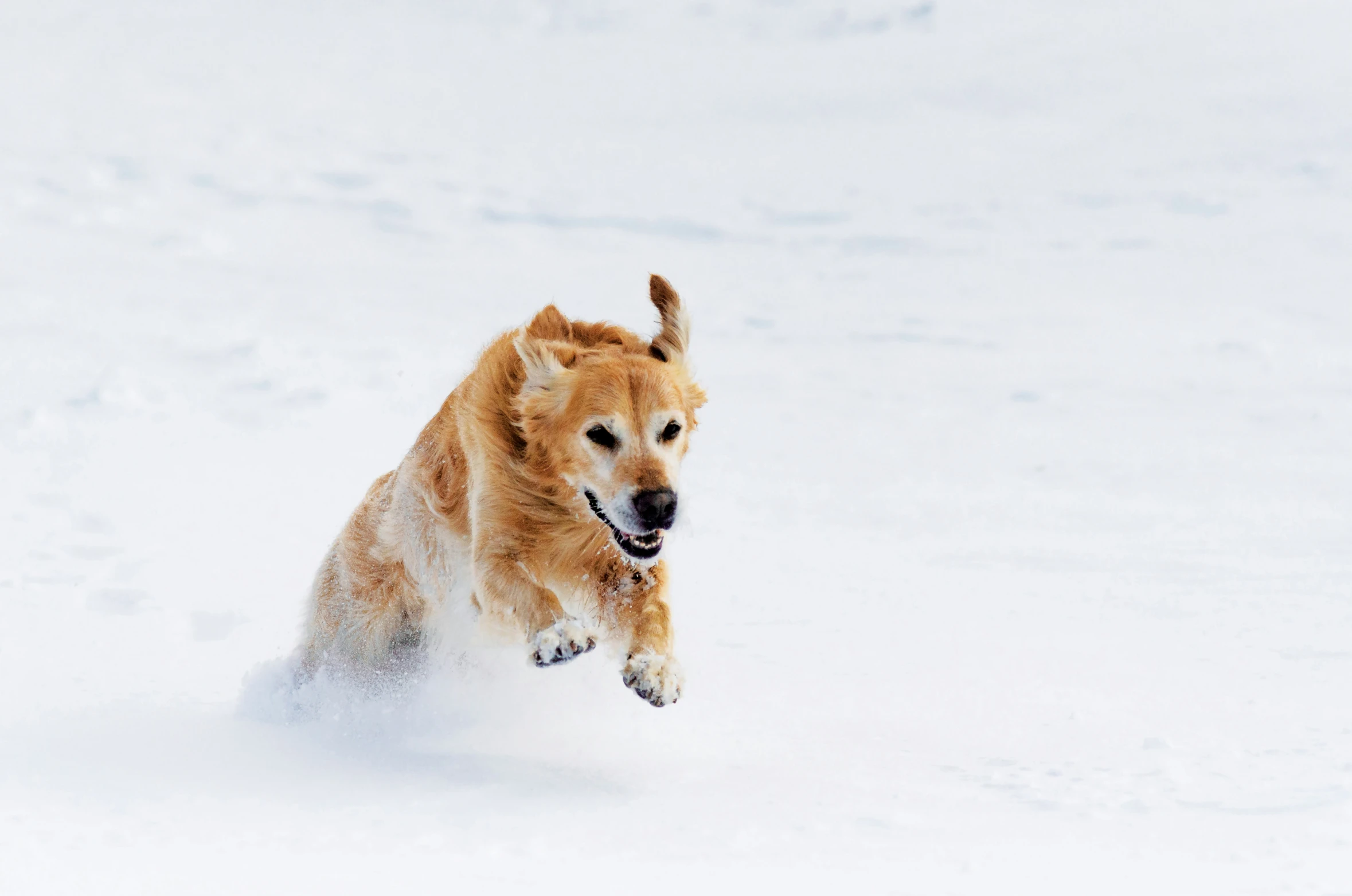 a brown dog is running through the snow