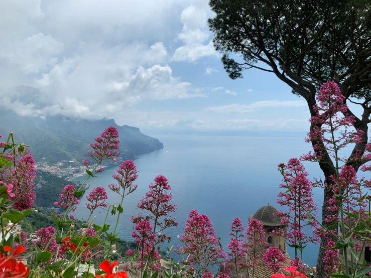 a view looking down into some flowers and the sea