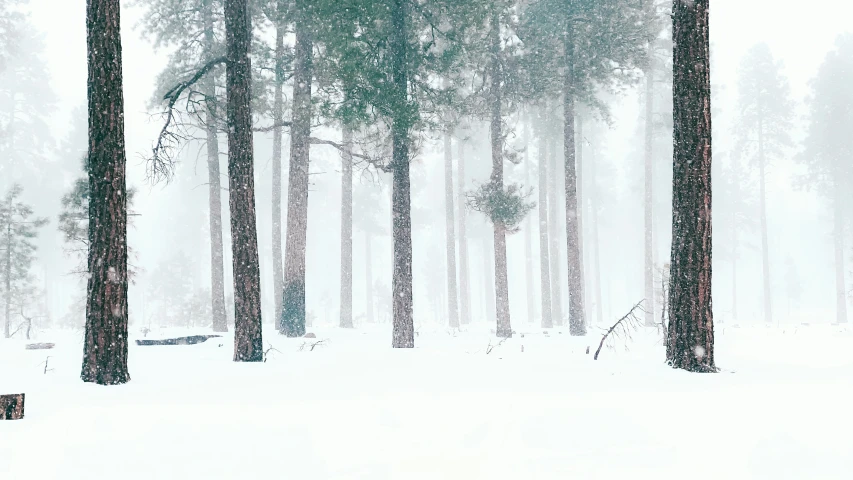 trees and snow in the woods with white background