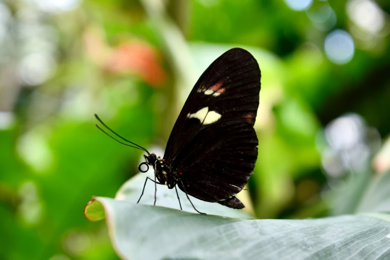 a close - up of a black and white erfly on a leaf