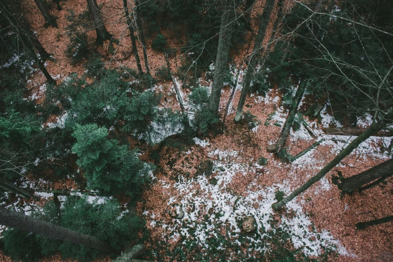 an image of some snow in the woods