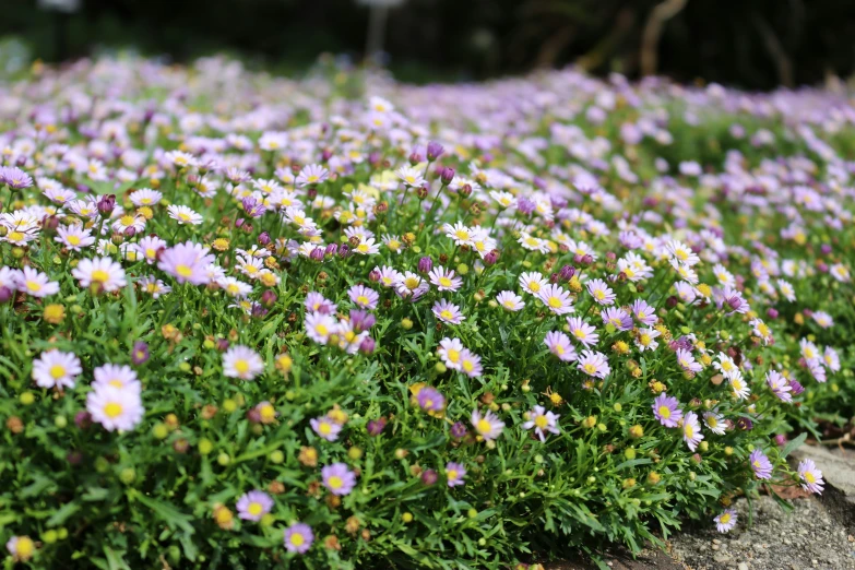 a group of purple flowers that are in the ground