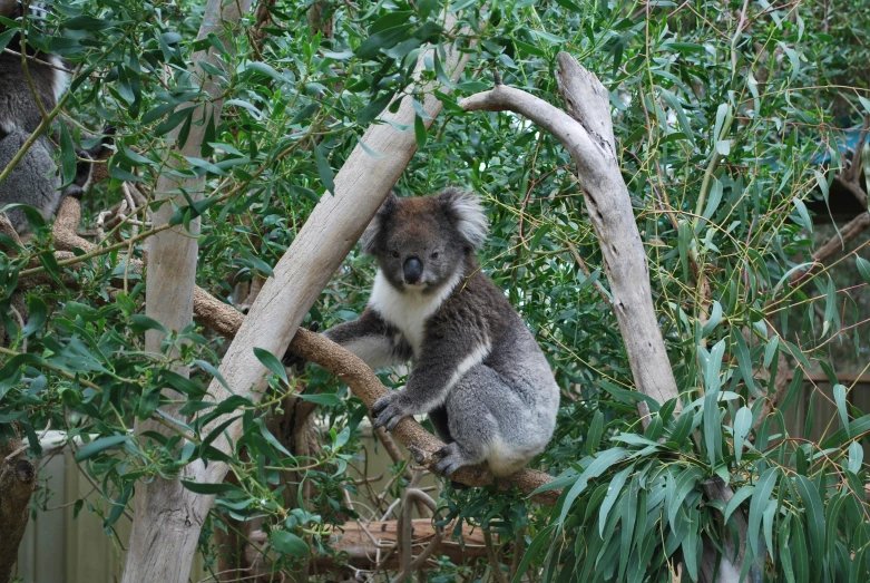 a koala sitting on a tree limb in a forest