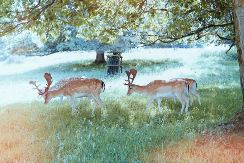 a painting of four deer in a field