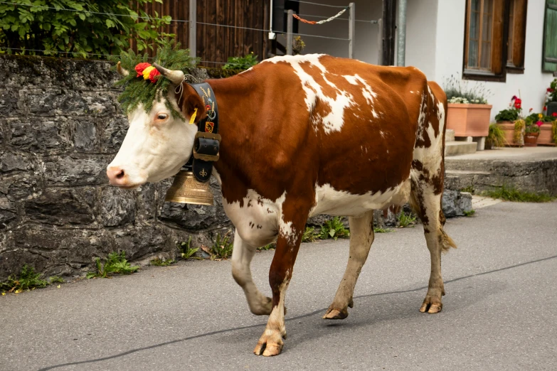 a brown and white cow is walking down the street