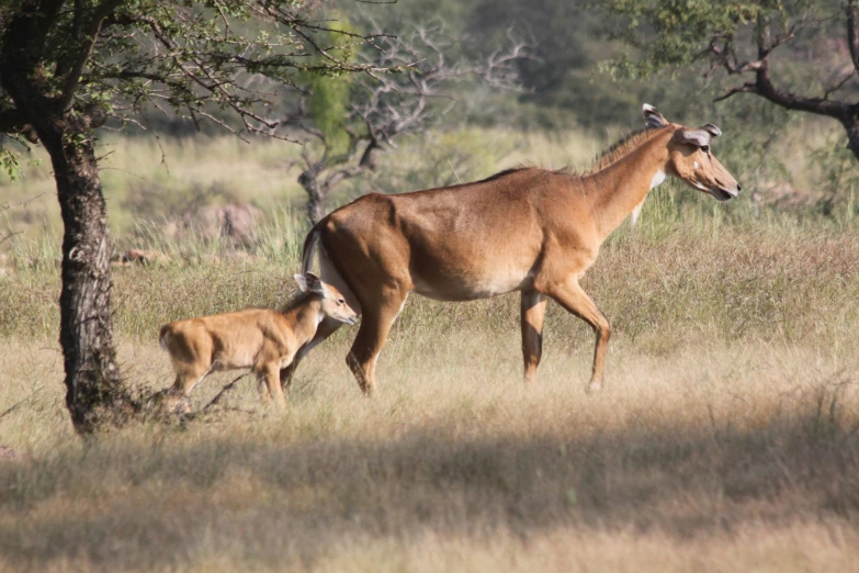 mother and baby antelope in a grassy field