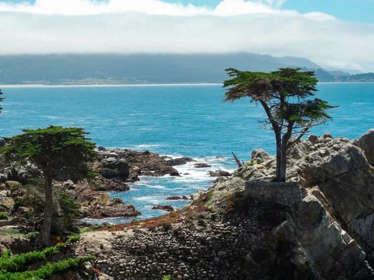 a lonely tree stands on a cliff overlooking the ocean