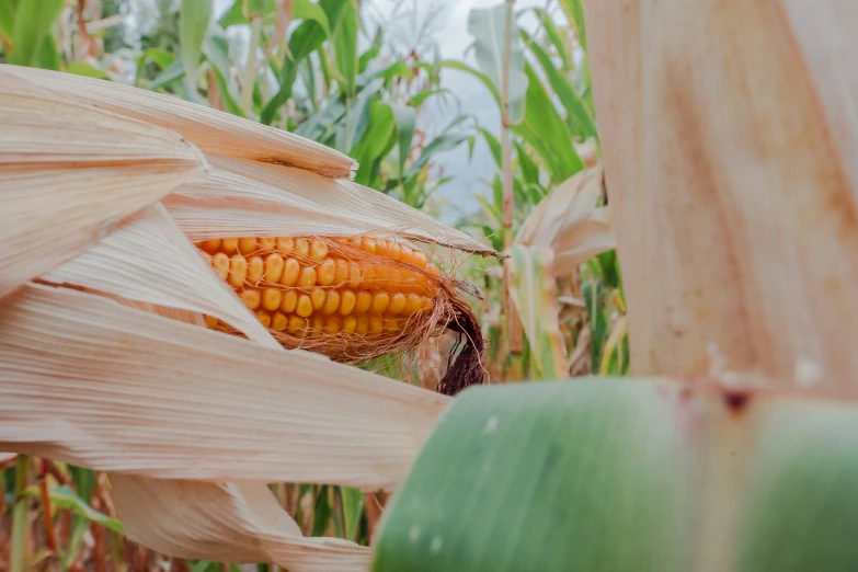 a corn cob on a stalk growing in a field of leaves