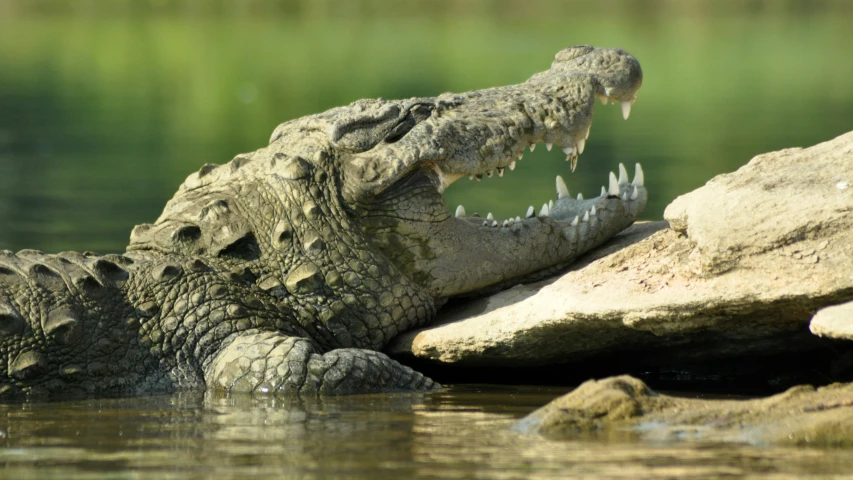 an alligator is resting its head on rocks in the water