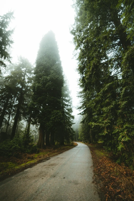 the narrow road is next to tall trees