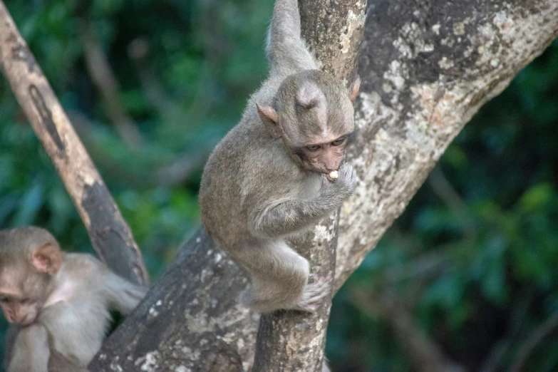 monkeys sitting on a tree limb in the woods