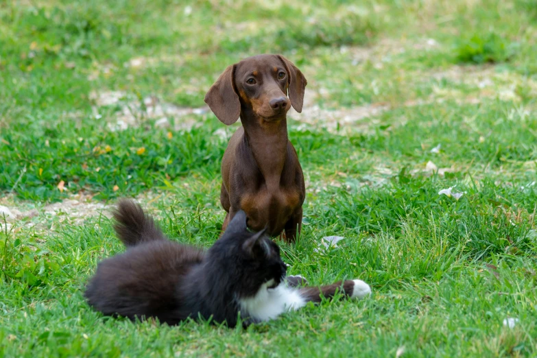 a brown dog standing on its hind legs next to a white and black cat