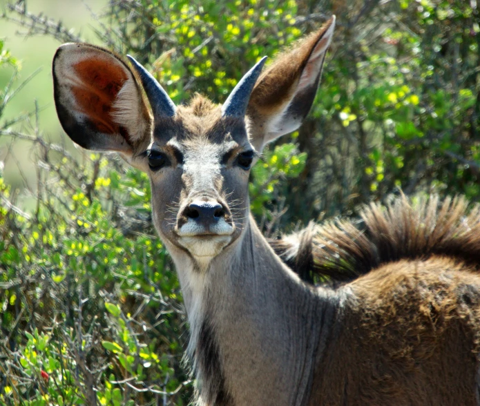 an animal with two eyes and brown antelope