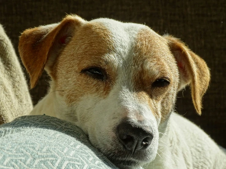 a small brown dog sitting next to a persons arm