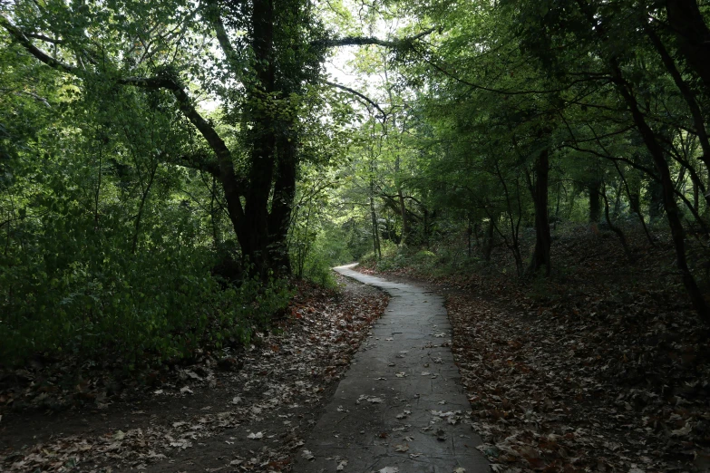 a path between two sides of a forest