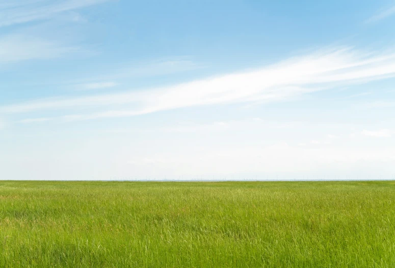 a large open grassy field with some trees in the background