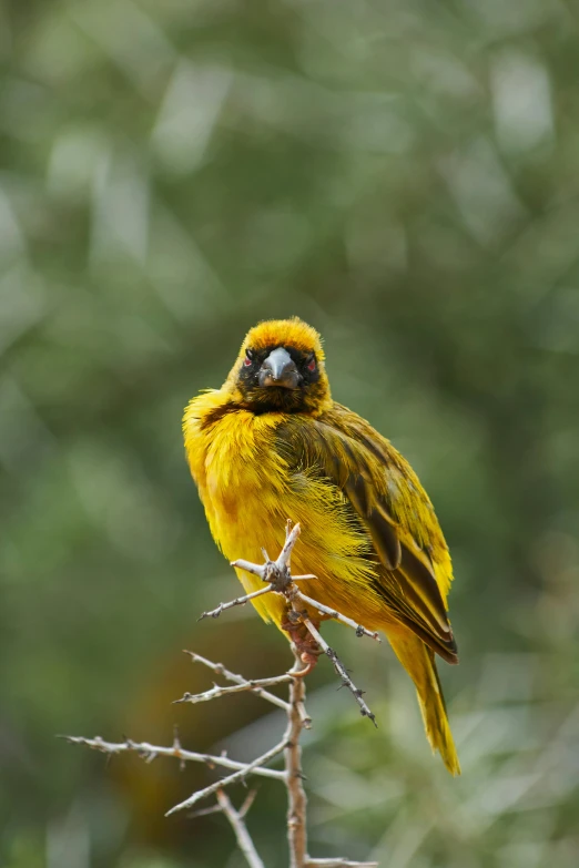 a yellow bird perched on top of a tree nch