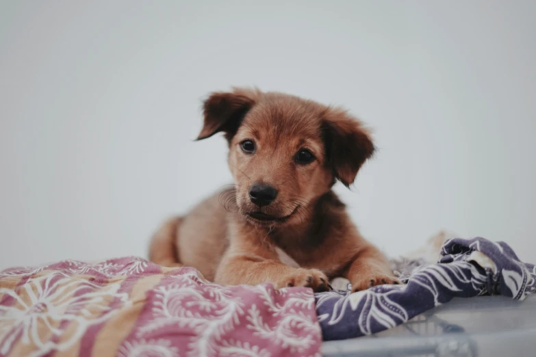 a brown puppy laying on top of a bed