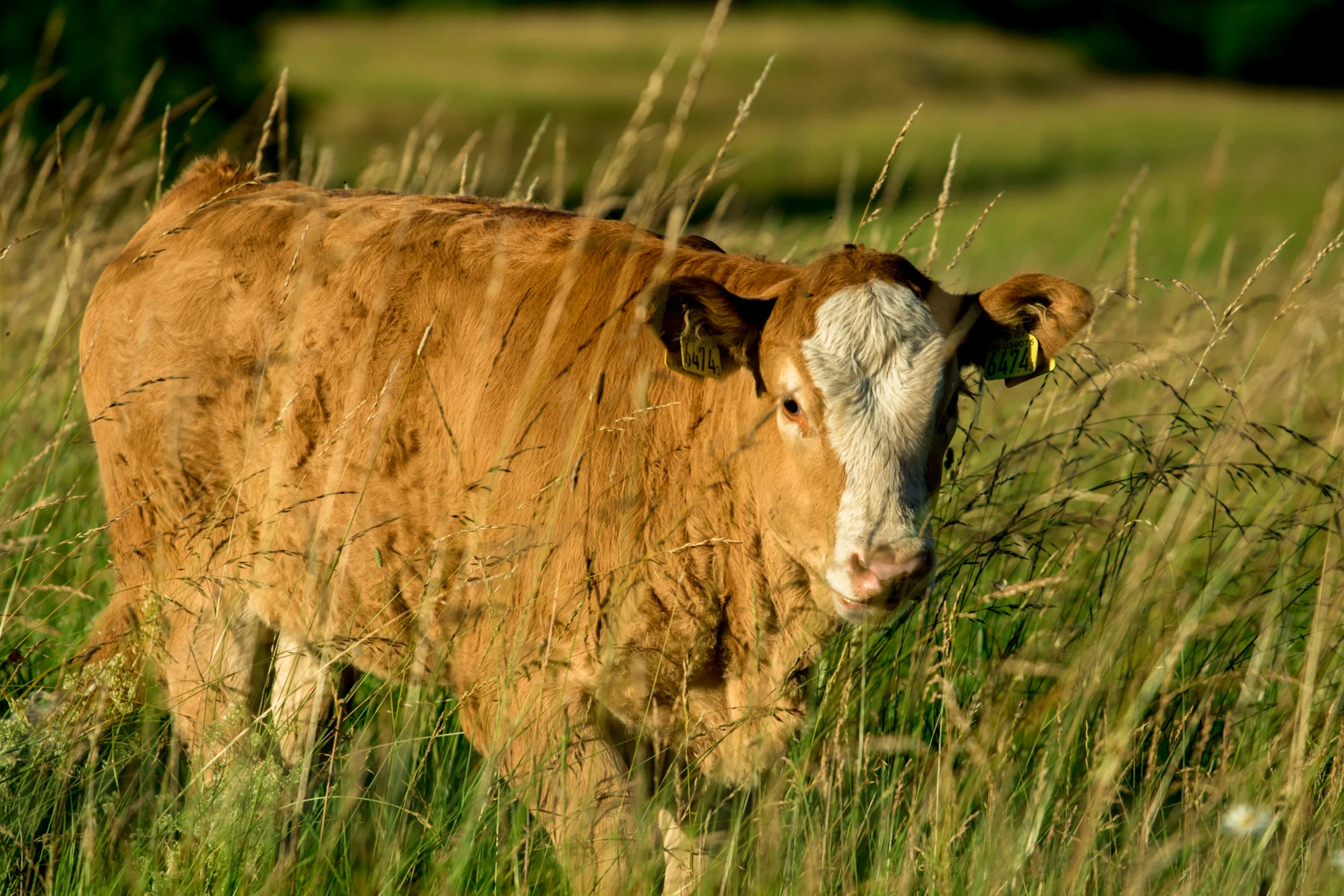 the small cow is walking through some long grass