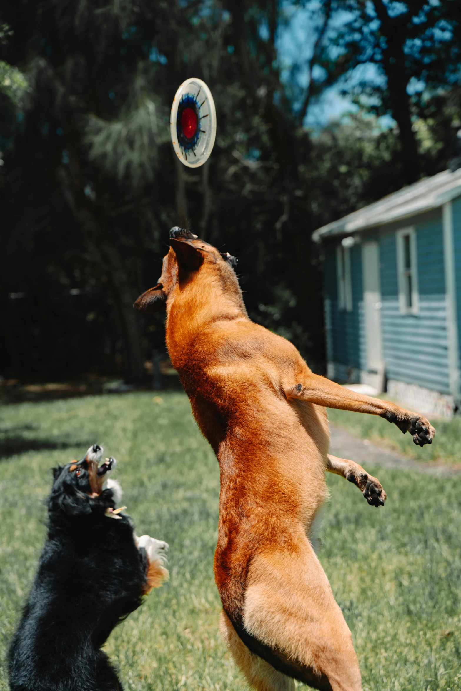 two dogs are playing in a grassy yard