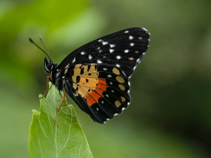 a large erfly with white and red dots on its wings