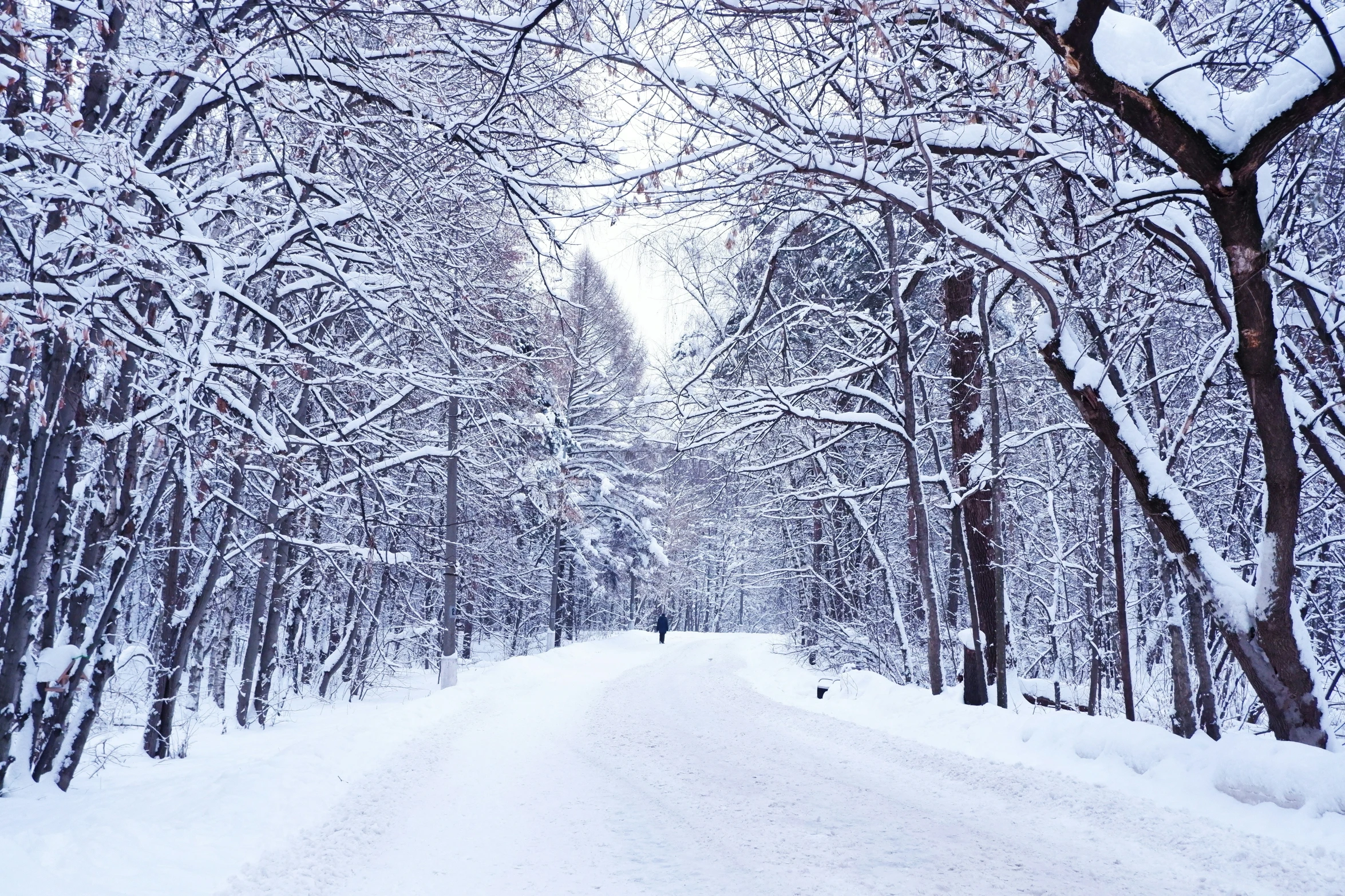 a snowy road in a wooded area surrounded by trees