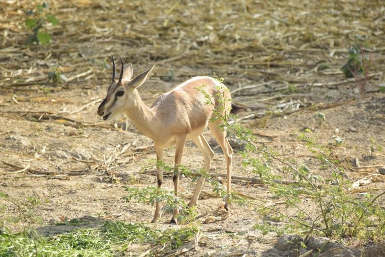 an animal that is standing around in the dirt