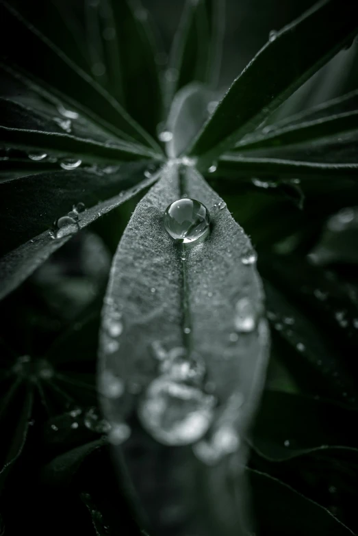 dew drops are covering a green plant leaf