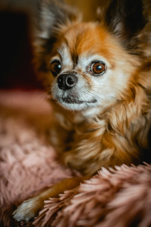 the small dog is laying down on a blanket