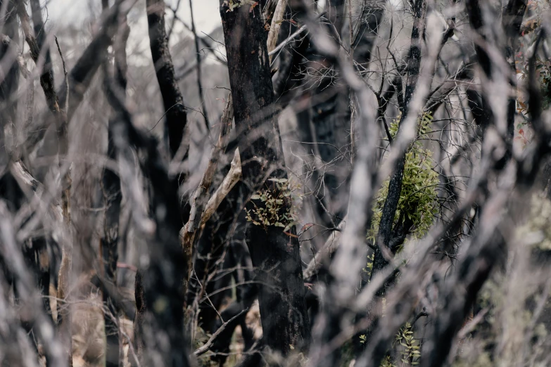 the tall dead trees are overgrown with vegetation