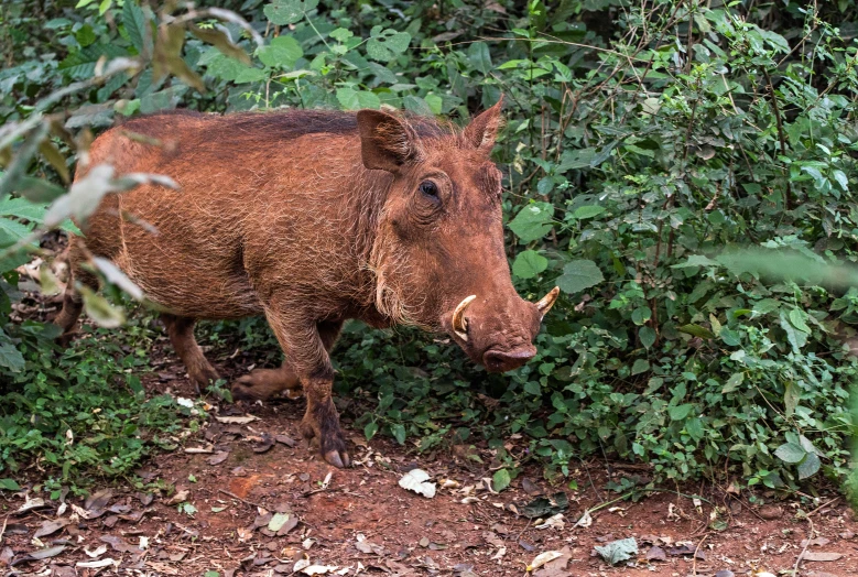 a large warthog standing on the side of a dirt road