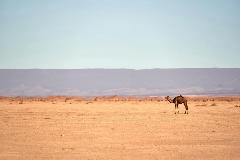 a camel walks in the desert with some mountains in the background