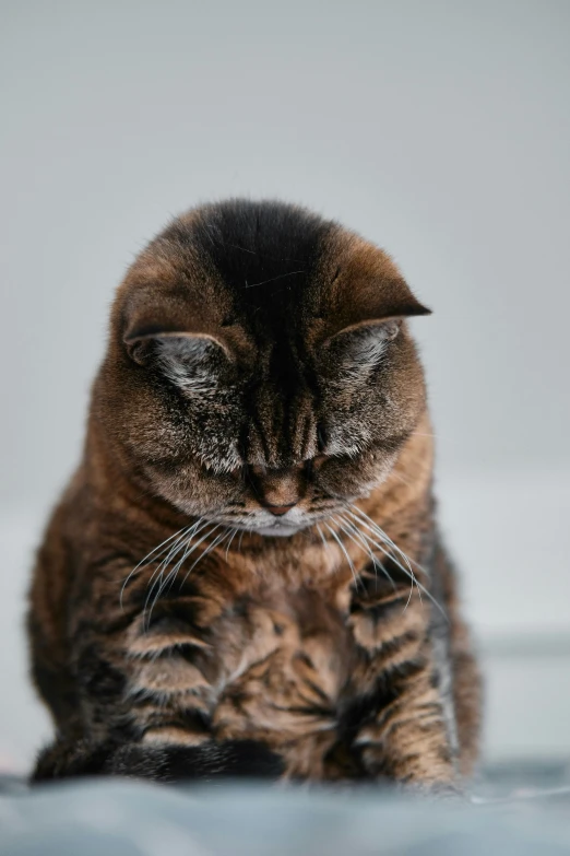 a close up of a cat sitting down