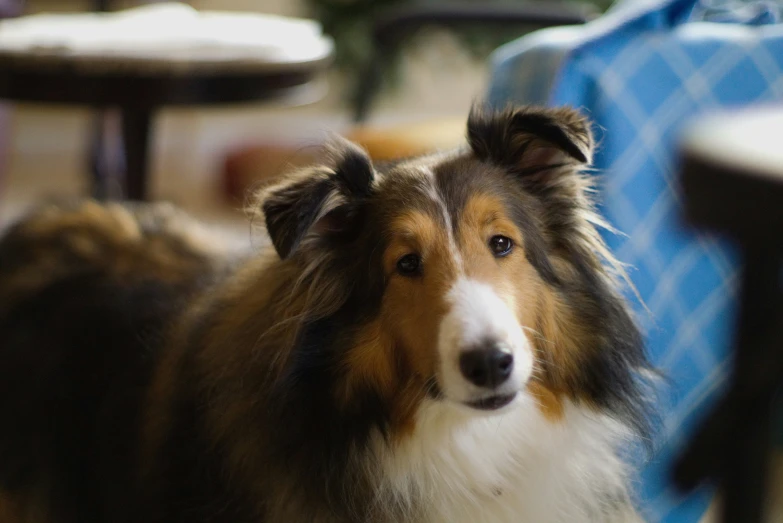 a collie dog standing in front of an open dining table