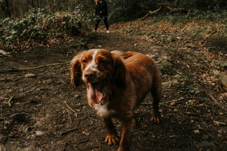 a dog stands on a dirt path next to a person