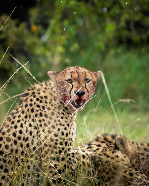 there is a large cheetah that has his nose open