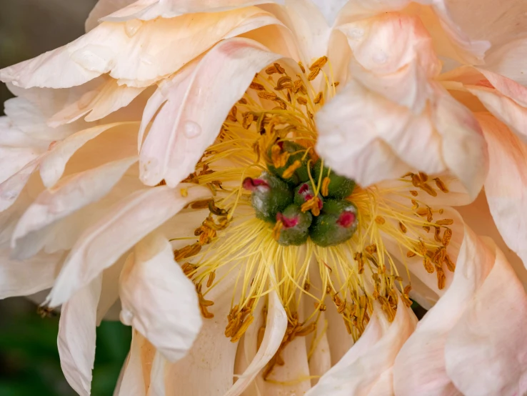 a white and yellow flower with water droplets on it