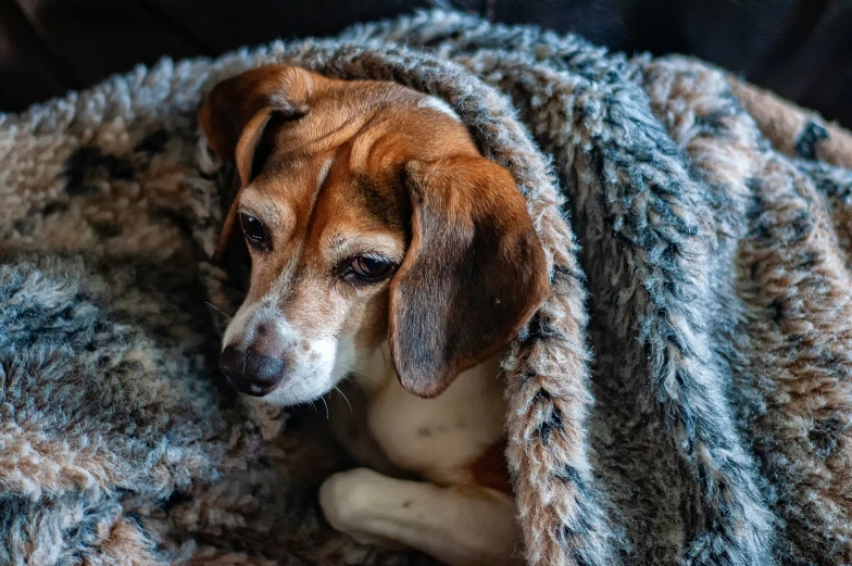 beagle dog curled up with blanket and looking away