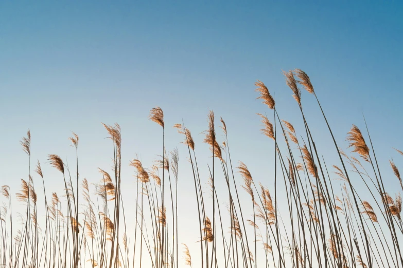 a field full of tall brown grass next to a sky