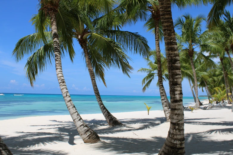 there are some trees that are on the beach