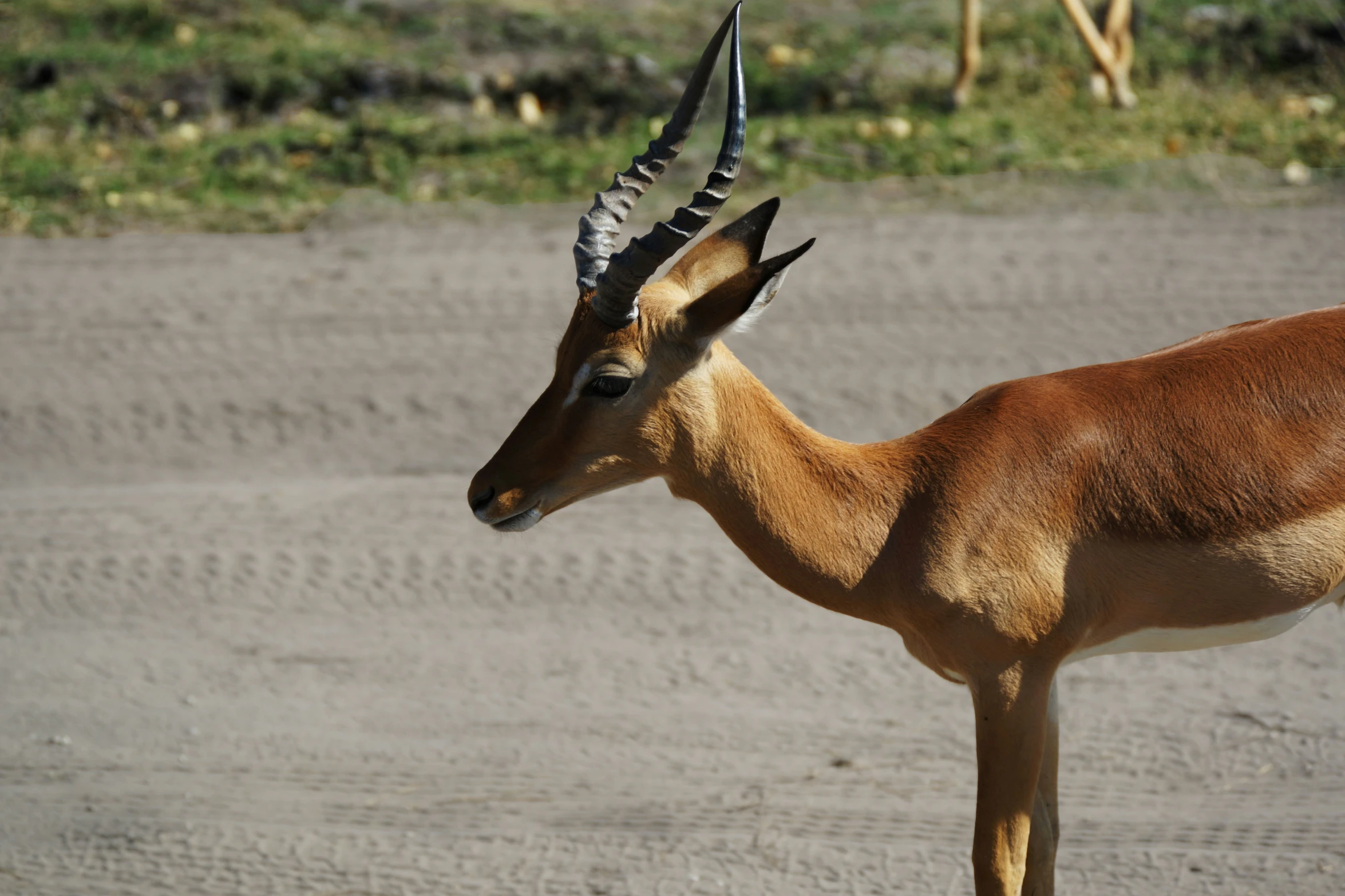 an antelope staring directly ahead on a sandy terrain