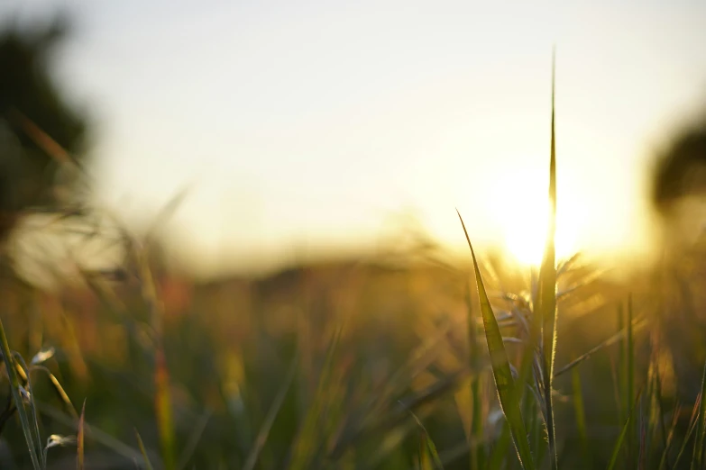 grass in field of low lying area with sunset