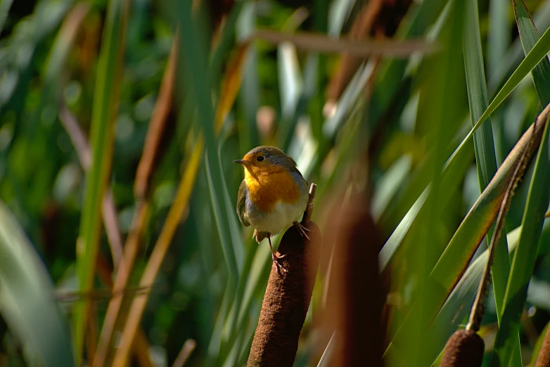 an image of a bird perched on some stems