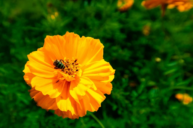 a big yellow flower with a bee on it