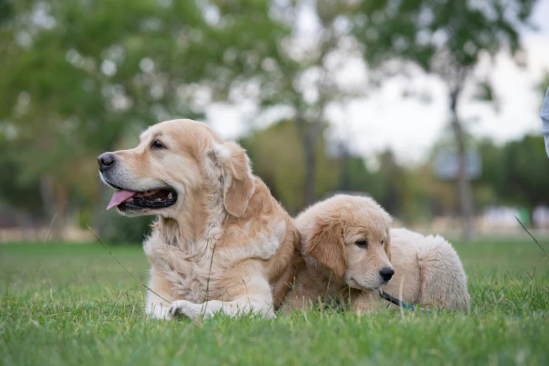 two brown dogs laying in a field and a frisbee