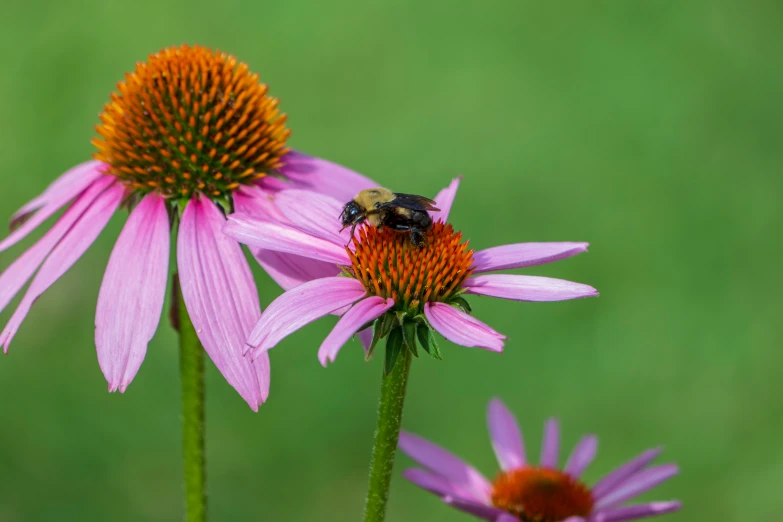 a bee is sitting on top of some purple flowers