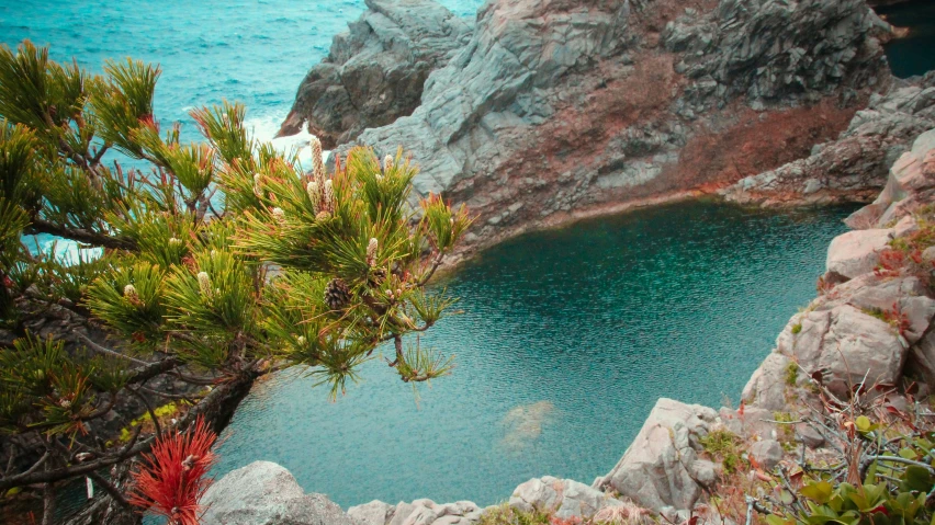 a lake with some rocks in it and a tree