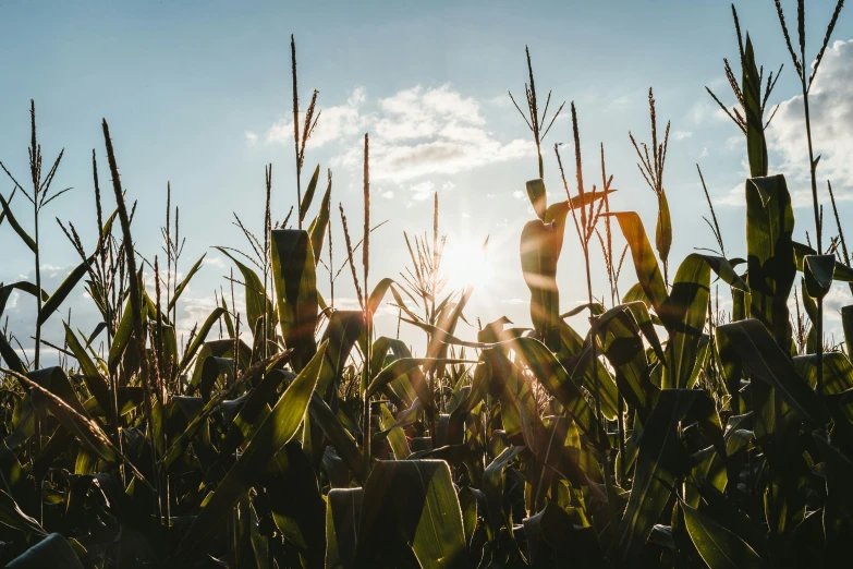 the sun shining through tall grass in the daytime