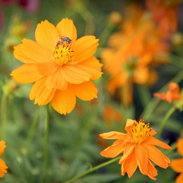 several bright orange flowers with a bum in the middle