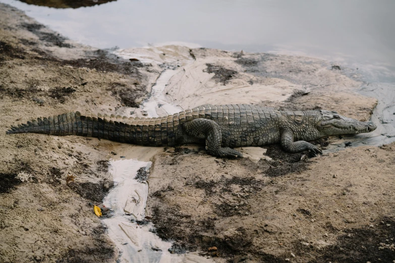 an alligator laying on the side of a body of water